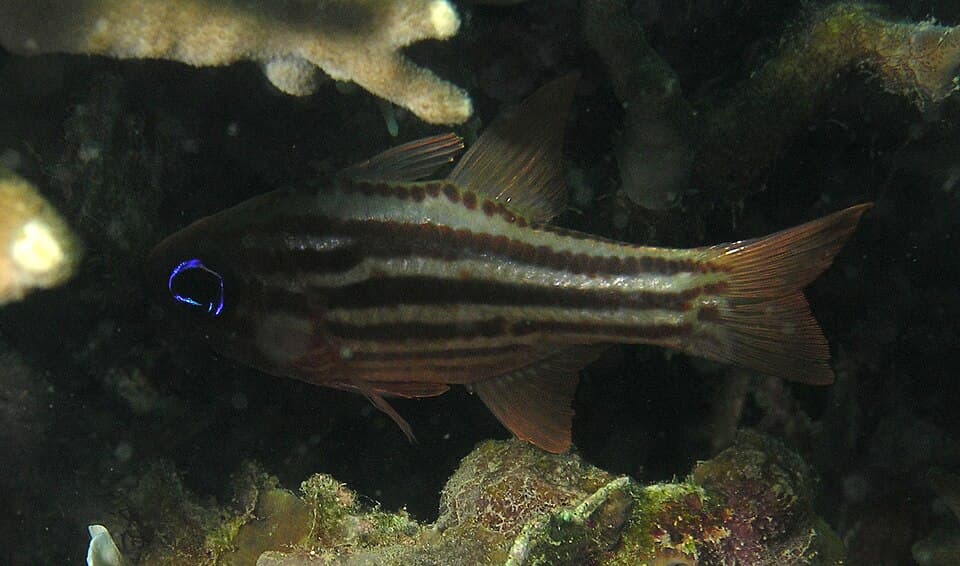 ภาพประกอบของ ปลาอมไข่น้ำเงิน (Ostorhinchus compressus)