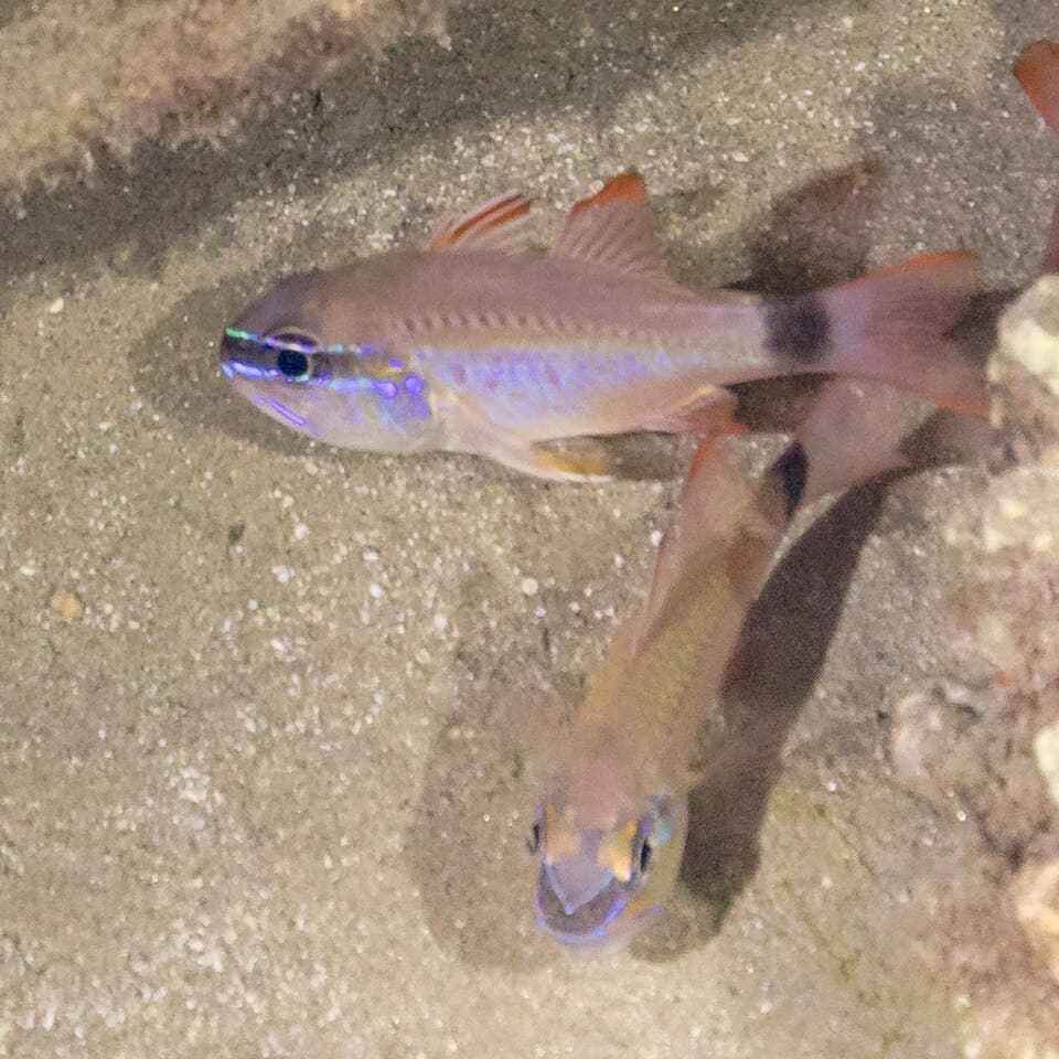 ภาพประกอบของ ปลาอมไข่ดอกไม้ (Ostorhinchus fleurieu)