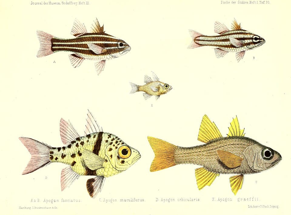 ภาพประกอบของ ปลาอมไข่ลายจุด (Ostorhinchus maculiferus)