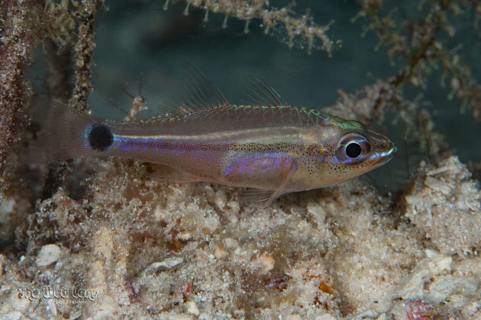 ภาพประกอบของ ปลาอมไข่ ocellicaudus (Ostorhinchus ocellicaudus)