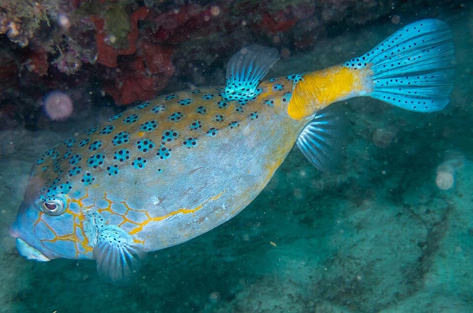 ภาพ ปลากล่องเหลือง (Ostracion cubicum)
