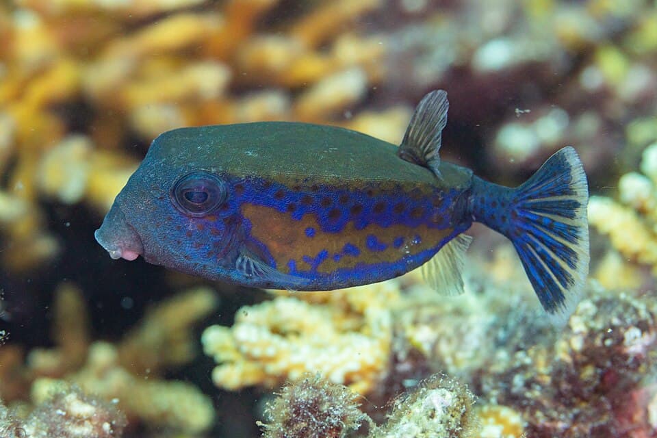 ภาพประกอบของ ปลากล่อง cyanurus (Ostracion cyanurus)
