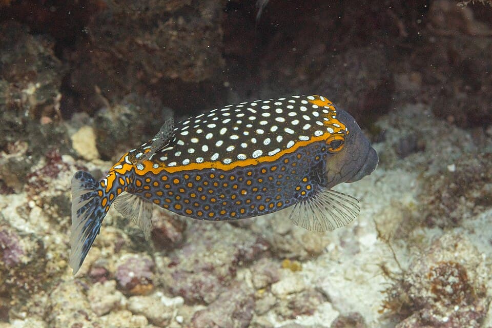ภาพ ปลากล่องจุดขาว (Ostracion meleagris)