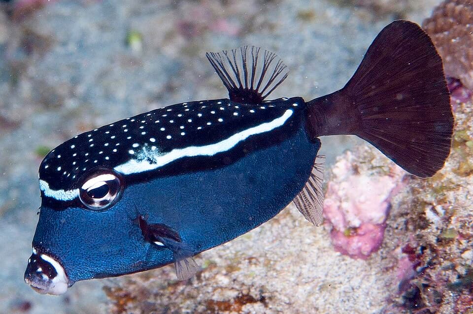 ภาพประกอบของ ปลากล่อง trachys (Ostracion trachys)