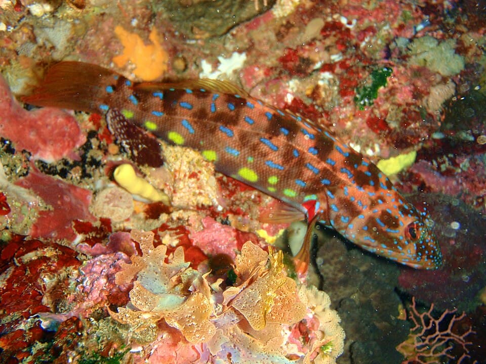 ภาพประกอบของ ปลาทะเลจีน (Othos dentex)