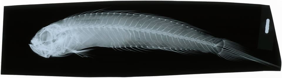 ภาพประกอบของ ปลา fallax (Owstonia fallax)