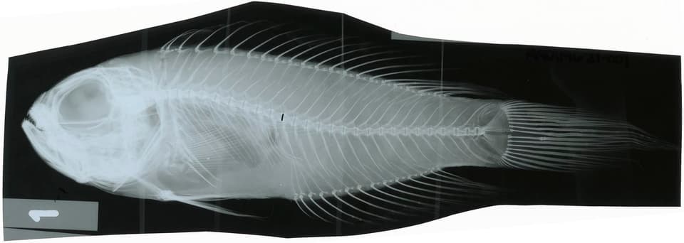 ภาพประกอบของ ปลา hawaiiensis (Owstonia hawaiiensis)
