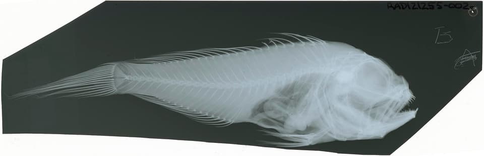 ภาพประกอบของ ปลา melanoptera (Owstonia melanoptera)