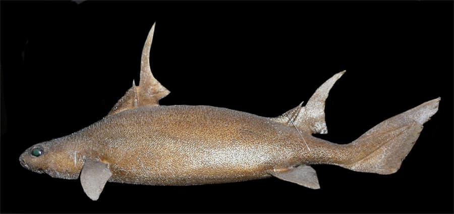 ภาพประกอบของ ปลา paradoxus (Oxynotus paradoxus)
