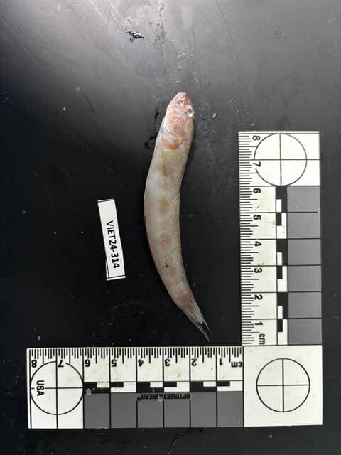 ภาพประกอบของ ปลาบู่ส้มจุด (Oxyurichthys auchenolepis)