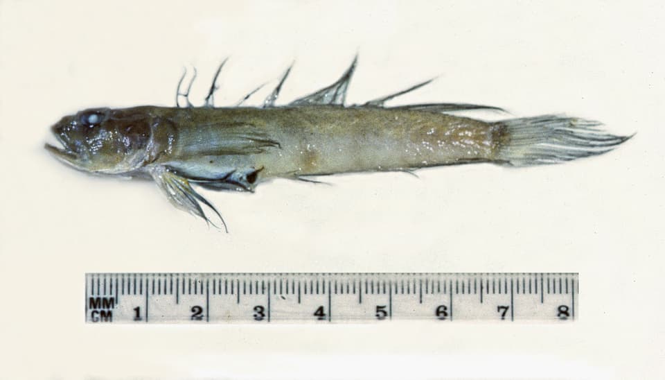 ภาพประกอบของ ปลาบู่ริบบิ้นบู่ (Oxyurichthys heisei)