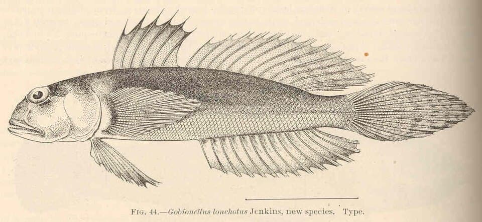 ภาพประกอบของ ปลาบู่ lonchotus (Oxyurichthys lonchotus)