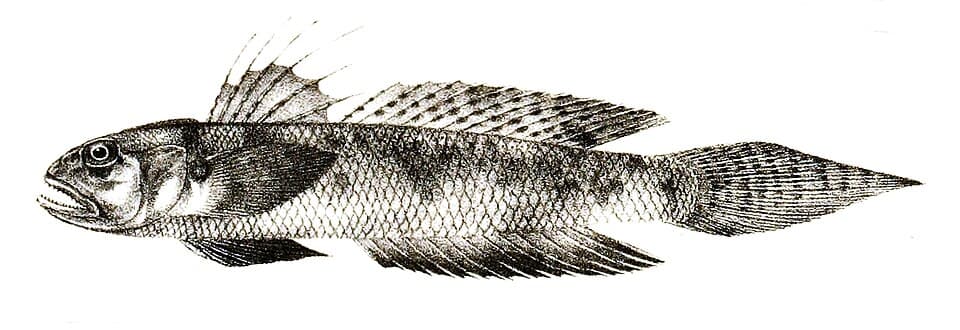 ภาพประกอบของ ปลาท่องเที่ยว (Oxyurichthys microlepis)