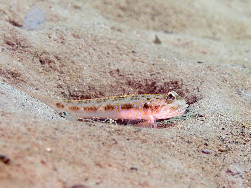 ภาพประกอบของ ปลาบู่ครีบเส้นด้าย (Oxyurichthys notonema)