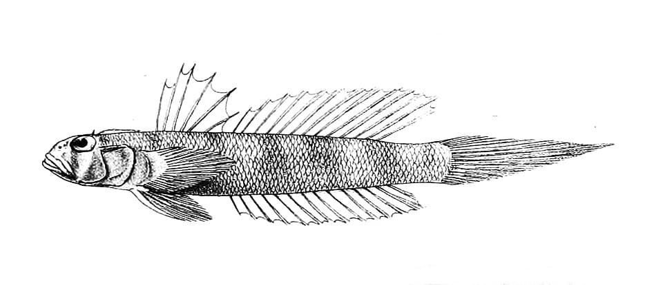 ภาพประกอบของ ปลาบู่บู่ (Oxyurichthys tentacularis)