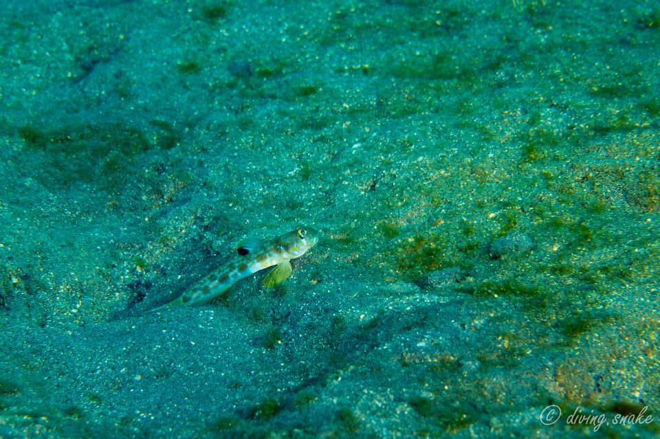 ภาพประกอบของ ปลาบู่ zeta (Oxyurichthys zeta)