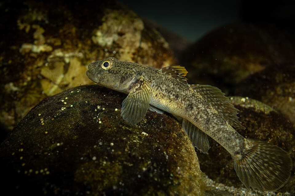 ภาพประกอบของ ปลาบู่บู่ (Padogobius nigricans)