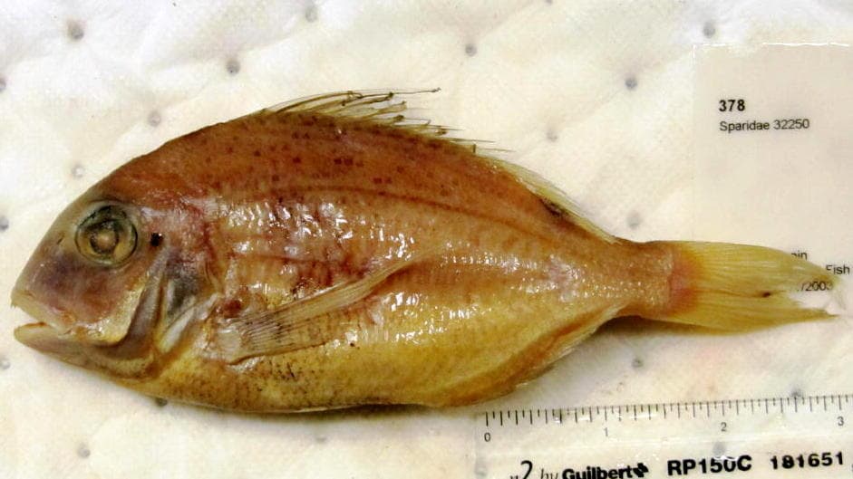 ภาพประกอบของ ปลา bellottii (Pagellus bellottii)