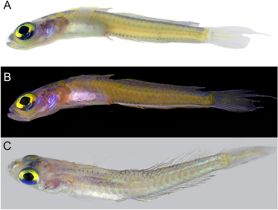 ภาพประกอบของ ปลาบู่ตาโตบู่ (Palatogobius grandoculus)