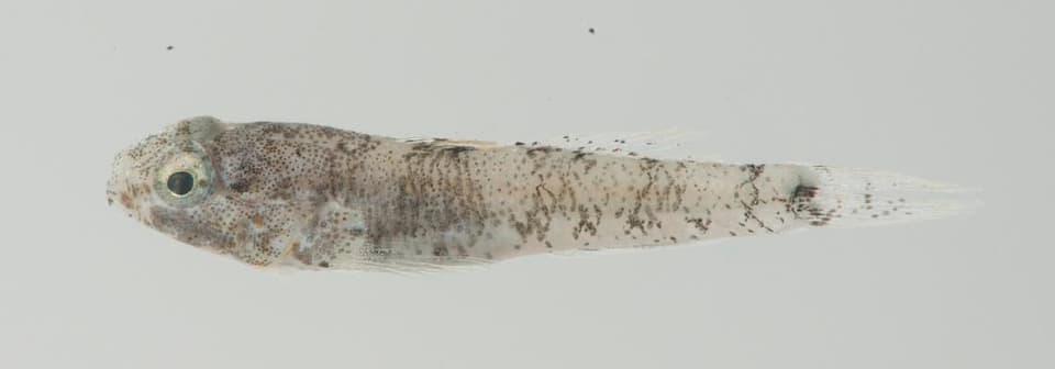 ภาพประกอบของ ปลาบู่บู่ (Palutrus pruinosa)