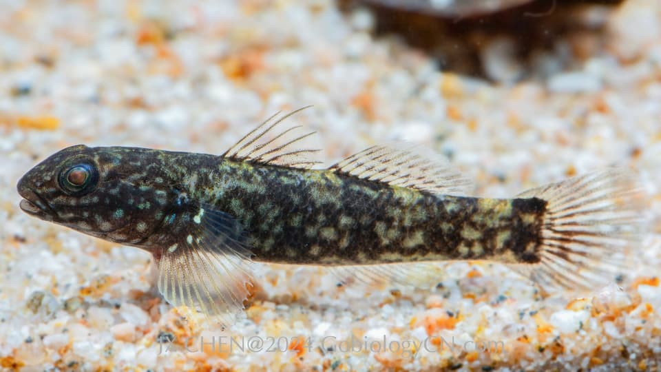 ภาพประกอบของ ปลาบู่ uniporus (Papuligobius uniporus)