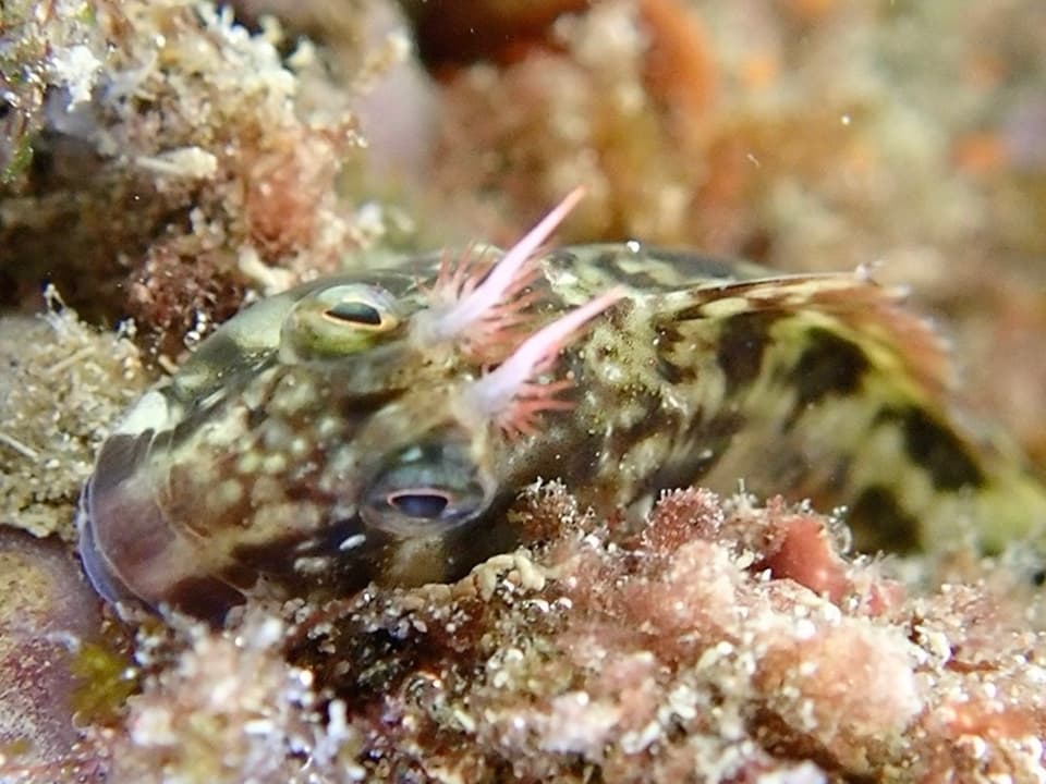 ภาพประกอบของ ปลาตั๊กแตนหินมีเขาตั๊กแตนหิน (Parablennius cornutus)