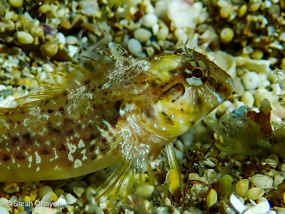 ภาพประกอบของ ปลาตั๊กแตนหินตั๊กแตนหิน (Parablennius cyclops)