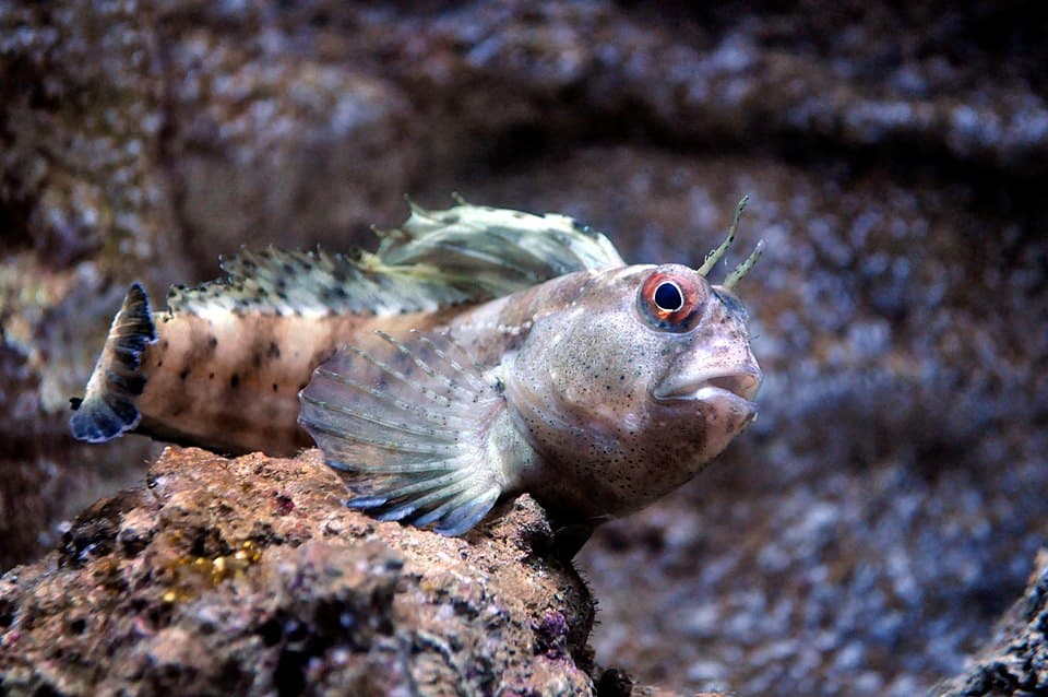 ภาพประกอบของ ปลาตั๊กแตนหิน gattorugine (Parablennius gattorugine)