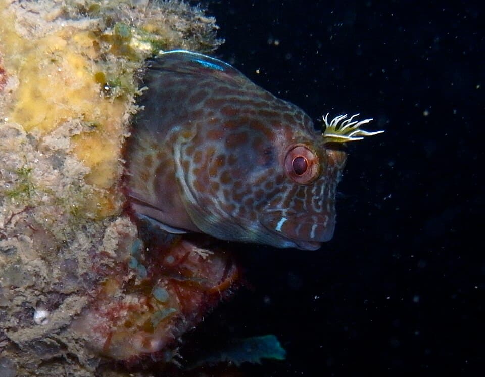 ภาพประกอบของ ปลาตั๊กแตนหินเทียมตั๊กแตนหิน (Parablennius intermedius)