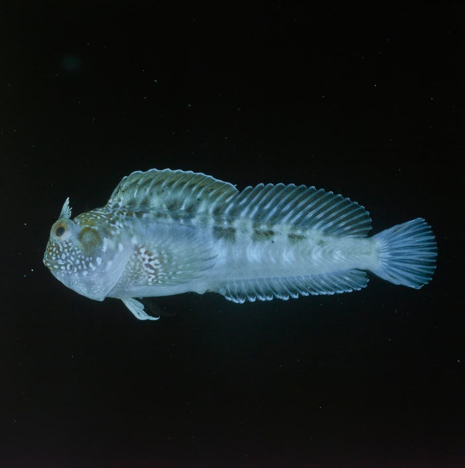 ภาพประกอบของ ปลาตั๊กแตนหินตั๊กแตนหิน (Parablennius opercularis)