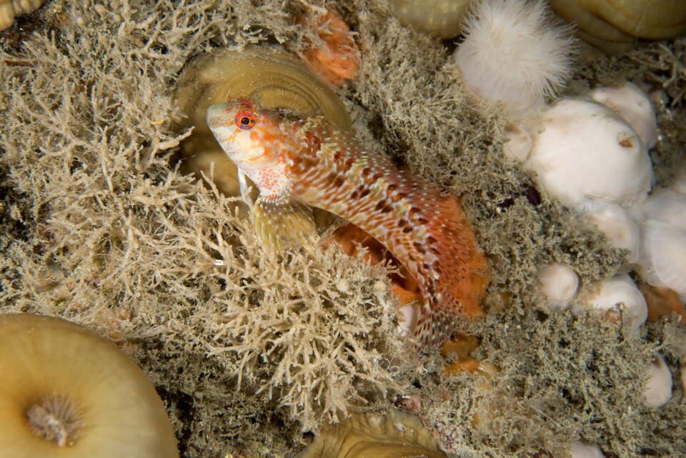 ภาพประกอบของ ปลาตั๊กแตนหินตั๊กแตนหิน (Parablennius ruber)