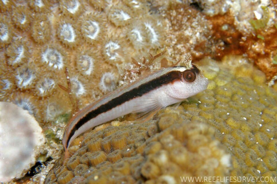 ภาพประกอบของ ปลาตั๊กแตนหินตั๊กแตนหิน (Parablennius serratolineatus)