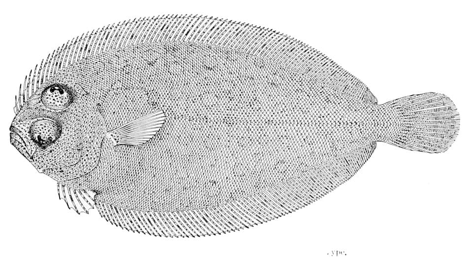 ภาพประกอบของ ปลา chlorospilus (Parabothus chlorospilus)