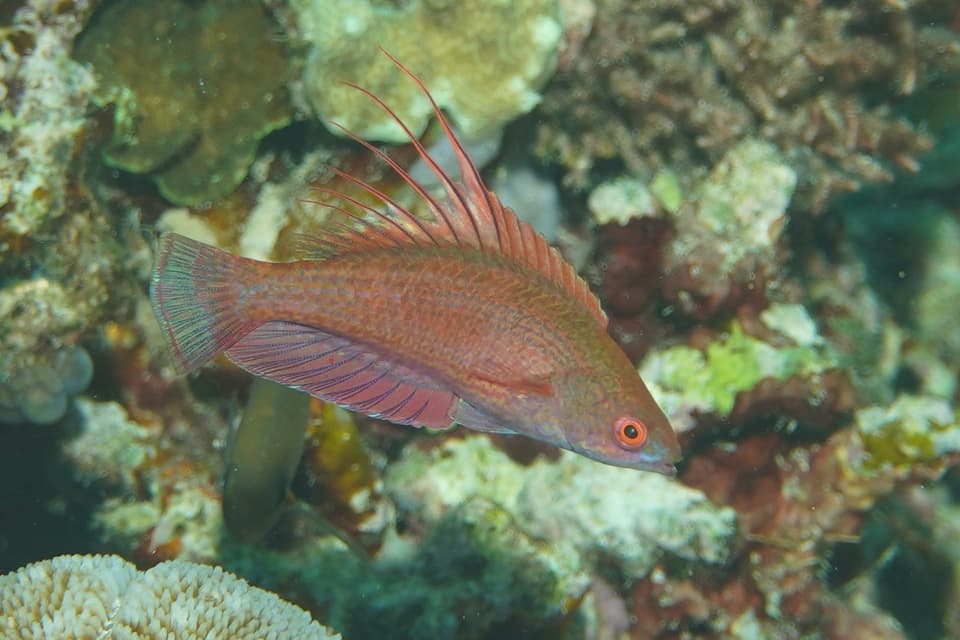 ภาพประกอบของ ปลานกขุนทองจุดลายเส้น (Paracheilinus lineopunctatus)