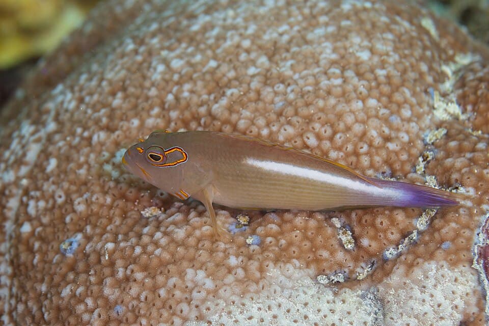 ภาพประกอบของ ปลาเหยี่ยว arcatus (Paracirrhites arcatus)