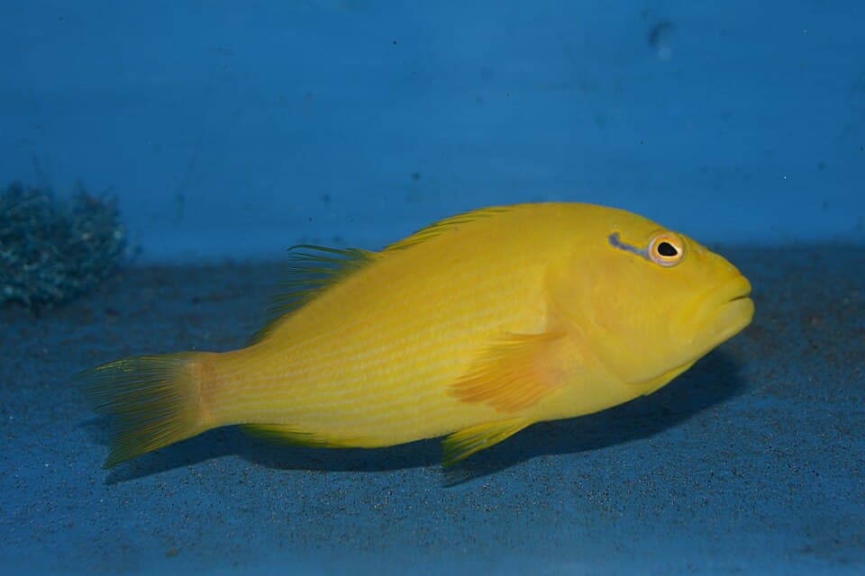ภาพประกอบของ ปลาเหยี่ยวทอง (Paracirrhites xanthus)