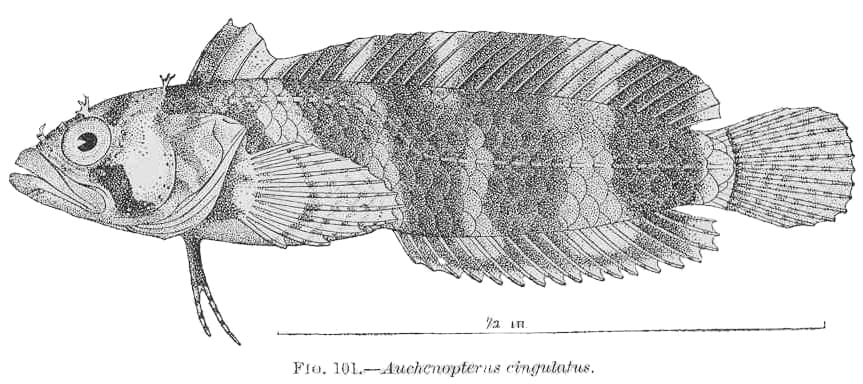 ภาพประกอบของ ปลา cingulatus (Paraclinus cingulatus)