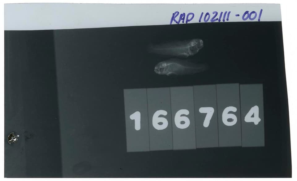 ภาพประกอบของ ปลาบู่ kerri (Paragobiodon kerri)