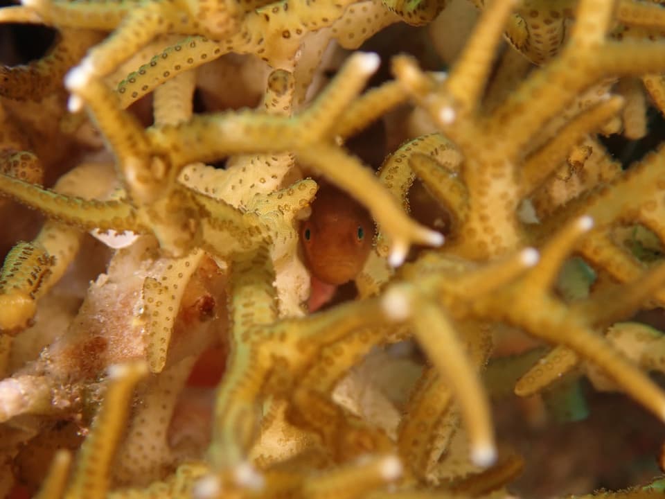 ภาพประกอบของ ปลาบู่ modestus (Paragobiodon modestus)
