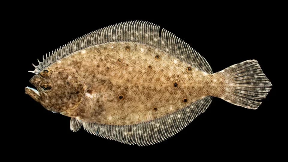 ภาพประกอบของ ปลา dentatus (Paralichthys dentatus)