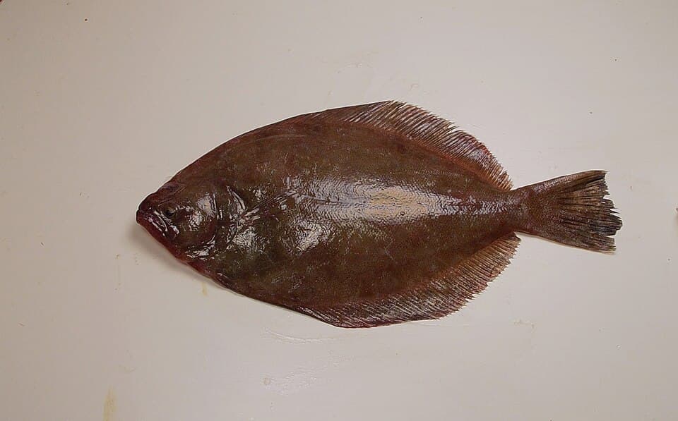 ภาพประกอบของ ปลา lethostigma (Paralichthys lethostigma)