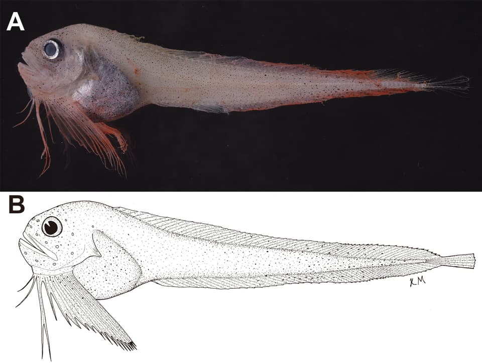 ภาพประกอบของ ปลา flammeus (Paraliparis flammeus)