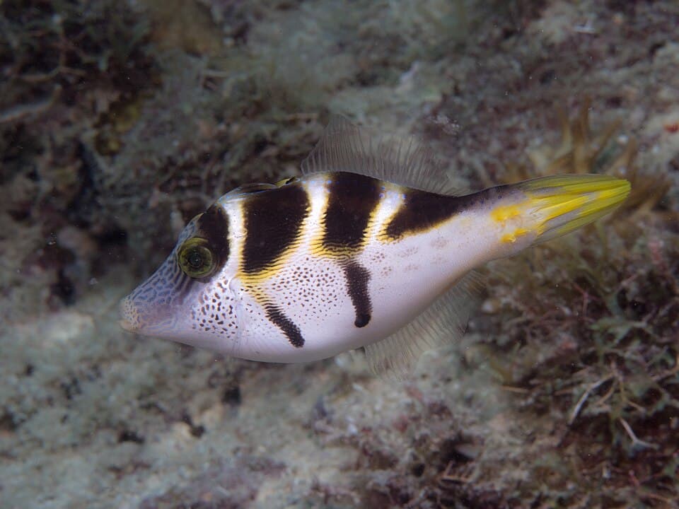 ภาพประกอบของ ปลาวัวหนังดำอานม้า (Paraluteres prionurus)