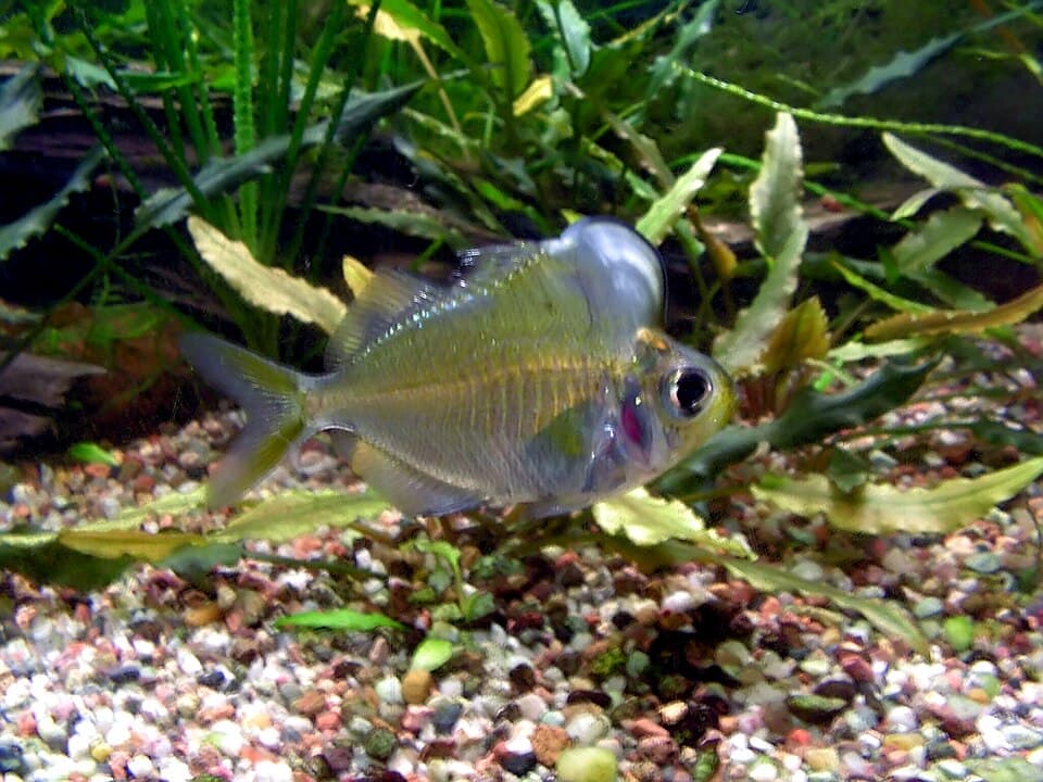 ภาพประกอบของ ปลา pulcinella (Parambassis pulcinella)