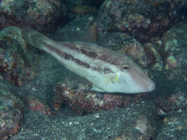 ภาพประกอบของ ปลาวัวหนังญี่ปุ่น (Paramonacanthus japonicus)