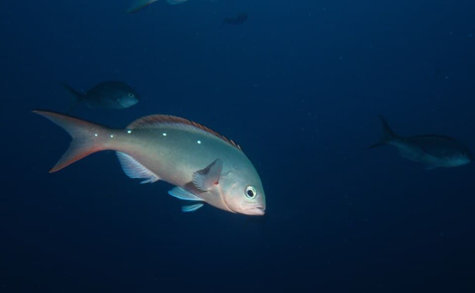 ภาพประกอบของ ปลากะรังแปซิฟิก (Paranthias colonus)