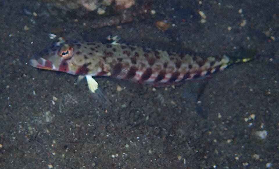 ภาพประกอบของ ปลา bimacula (Parapercis bimacula)