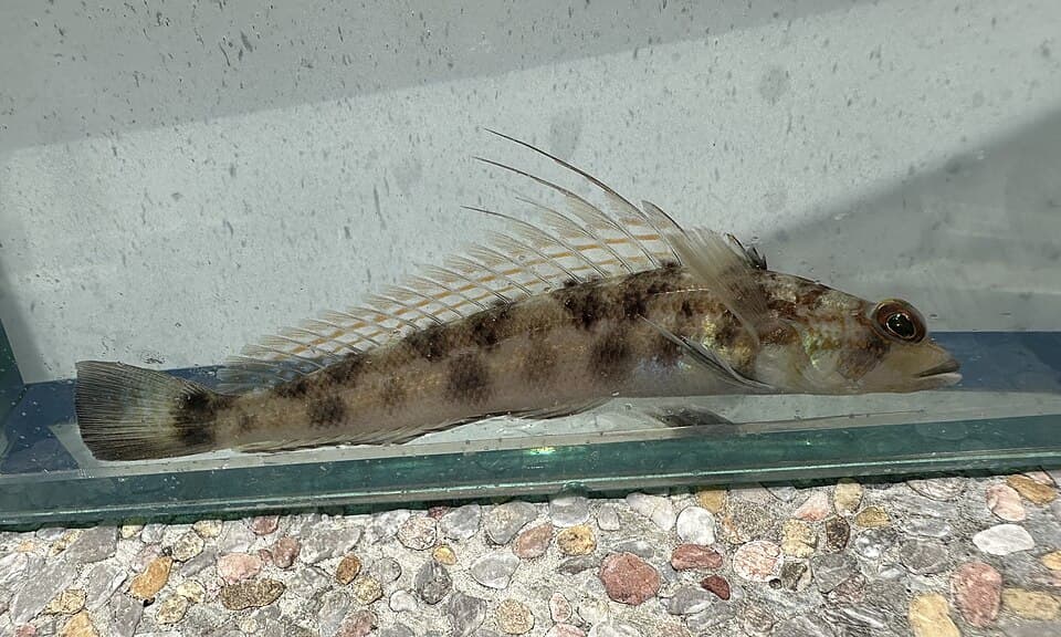ภาพประกอบของ ปลา filamentosa (Parapercis filamentosa)