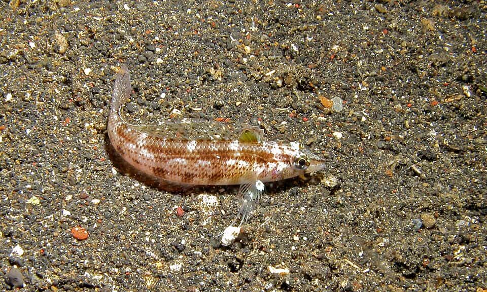 ภาพประกอบของ ปลา lineopunctata (Parapercis lineopunctata)
