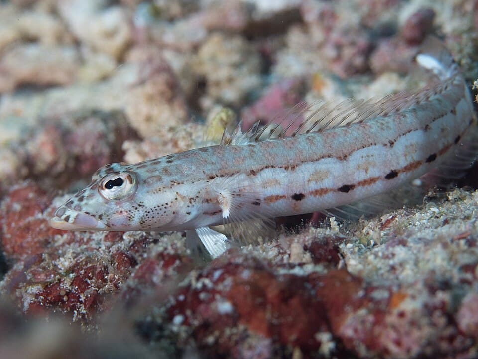 ภาพประกอบของ ปลา multiplicata (Parapercis multiplicata)